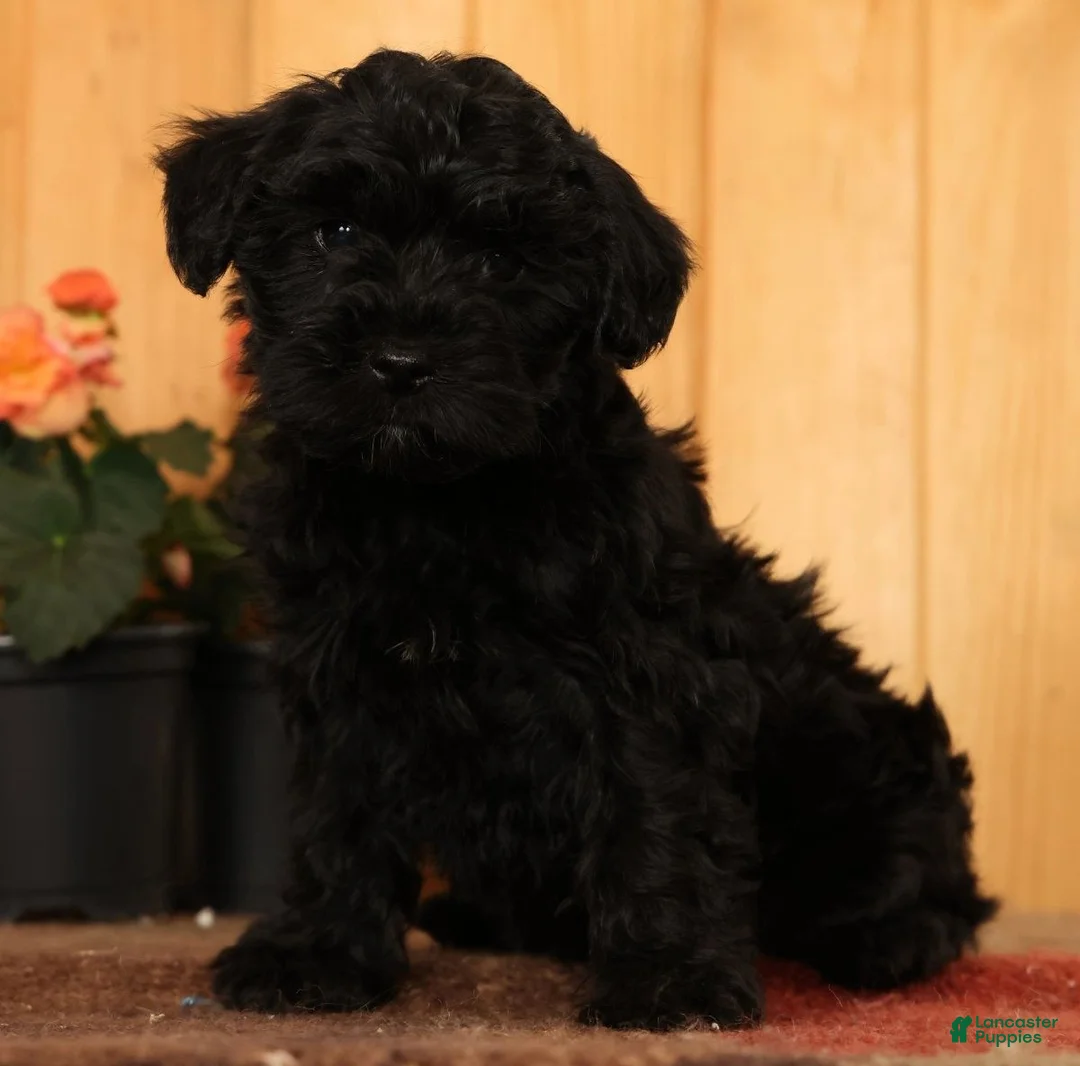 Yorkiepoo dogs for sale: Milo - Ad 1
