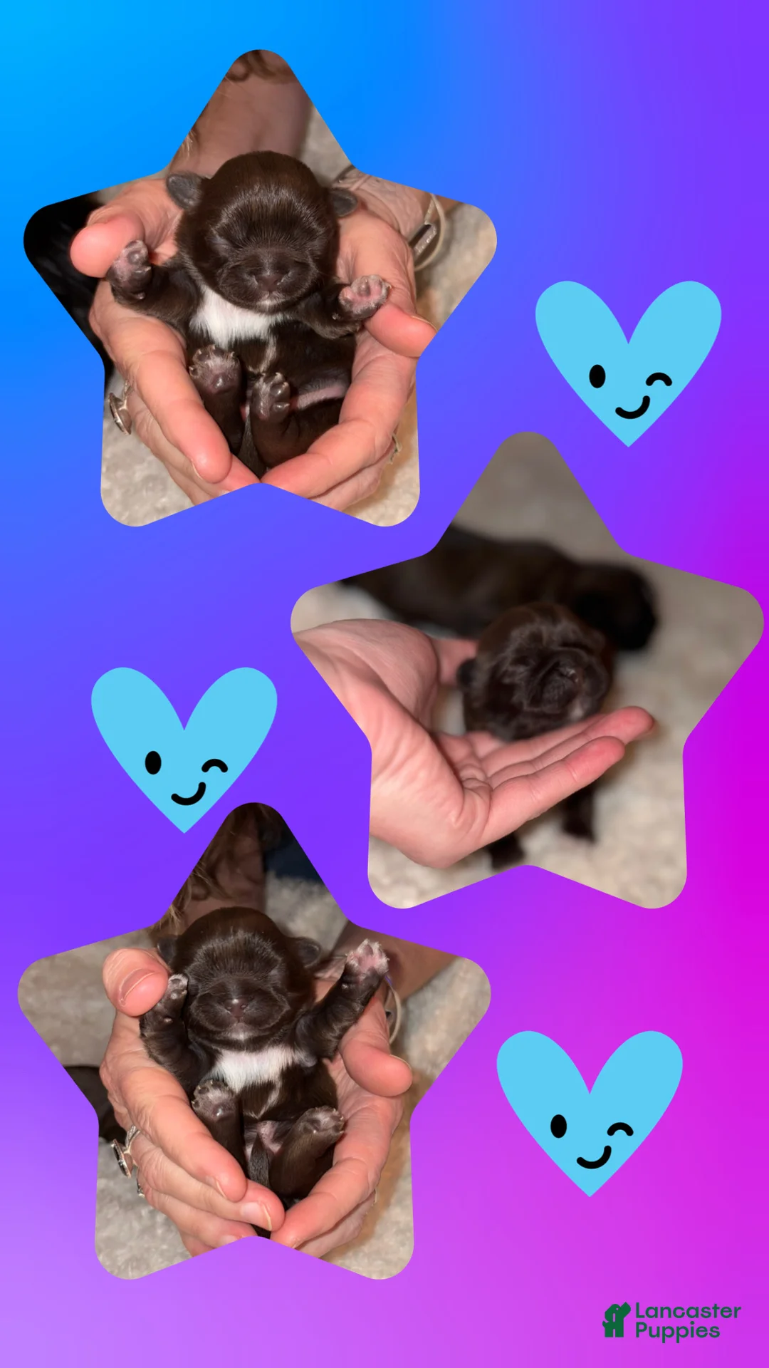 Shih Tzu dogs for sale: Shih Tzu Puppy 2 - Ad 1