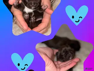 Shih Tzu dogs Shih Tzu Puppy 2 - Ad 7