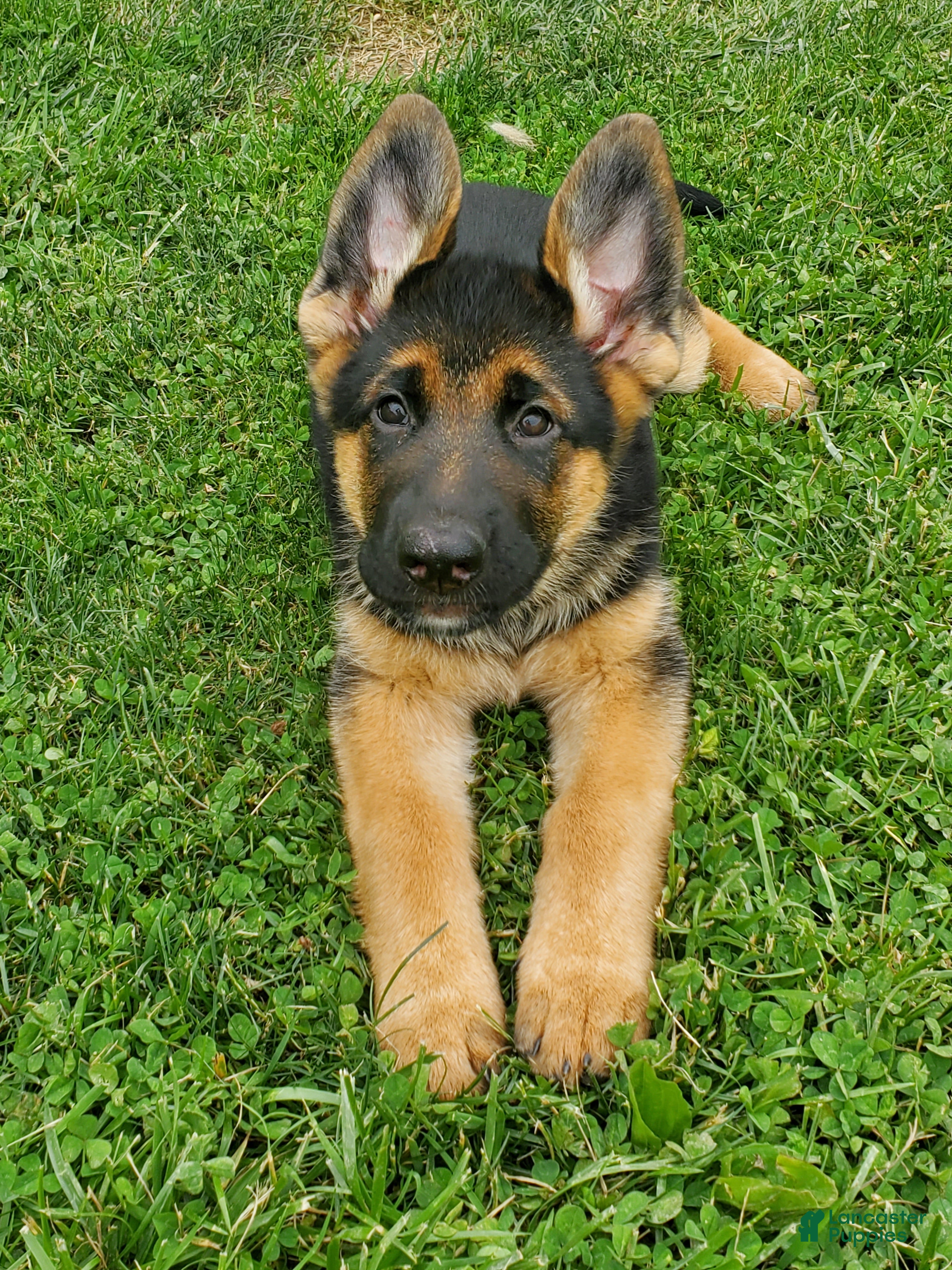 German Shepherd dogs Sparkle - Ad 2