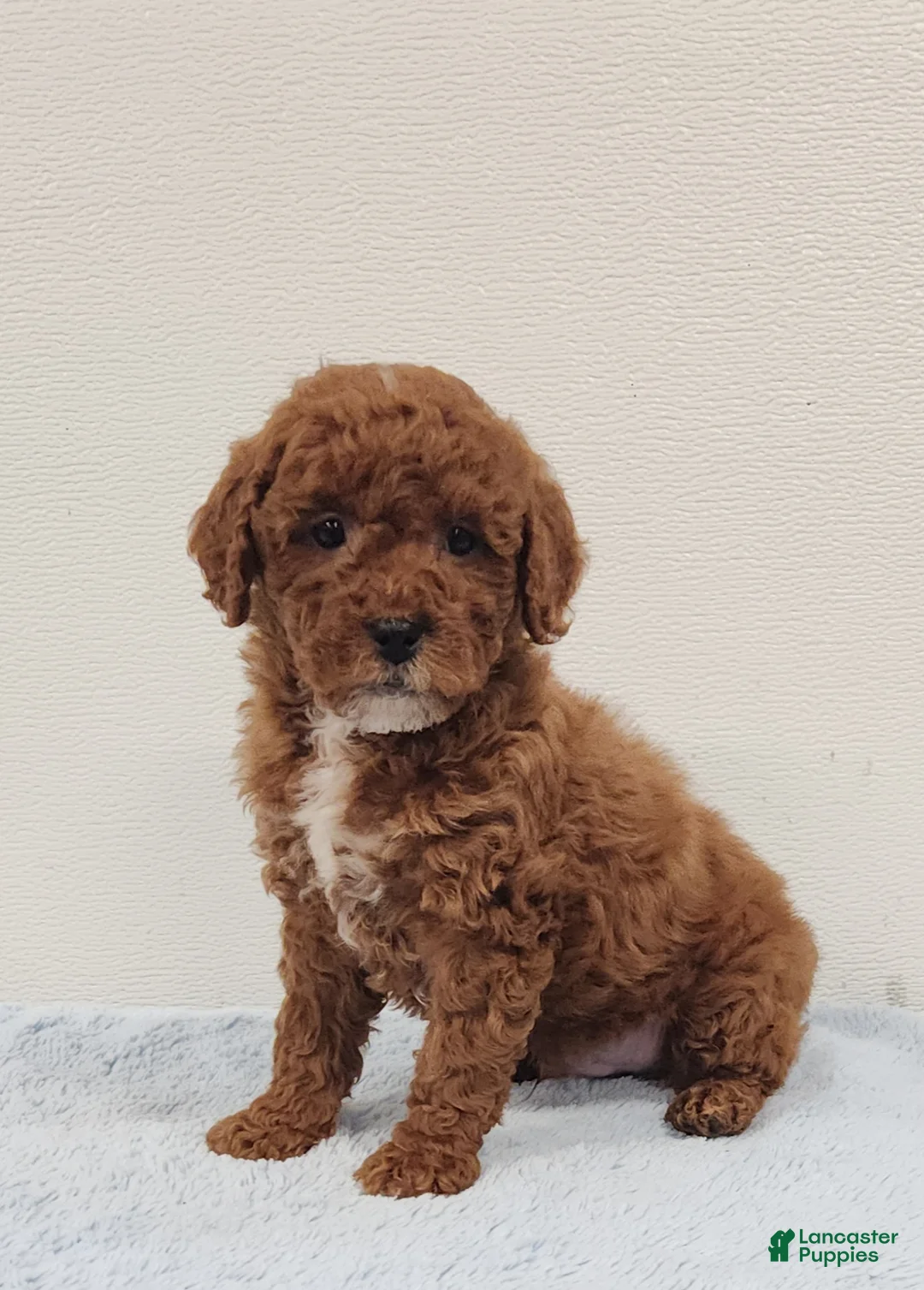 Mini Goldendoodle dogs for sale: Rocky - Ad 6