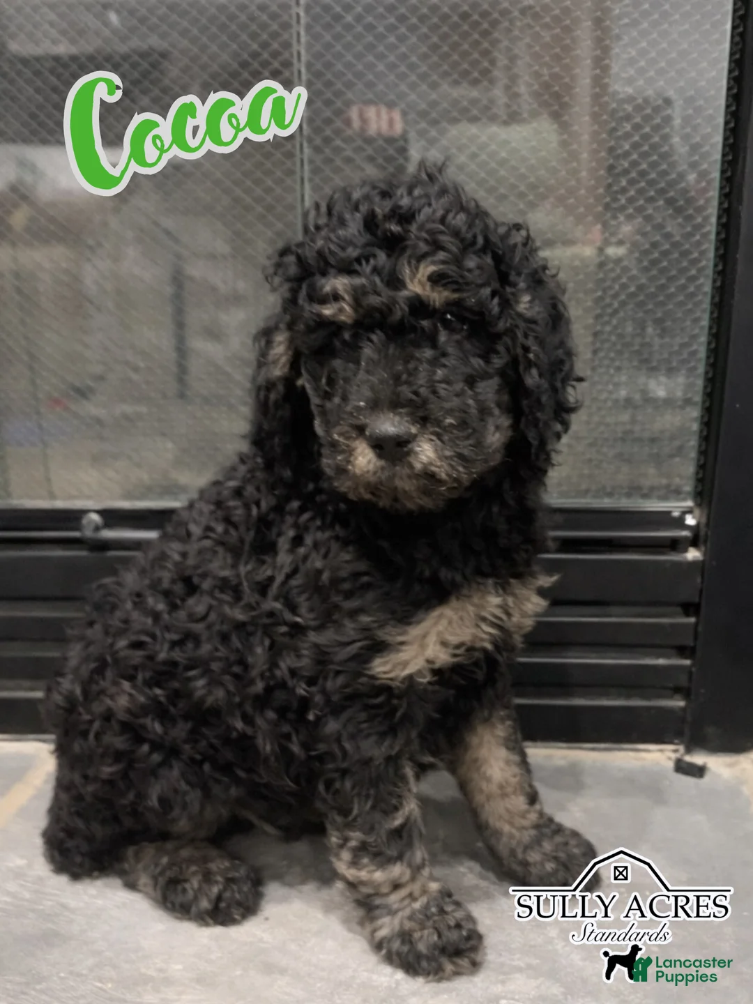 Standard Poodle dogs for sale: Cocoa - Ad 2
