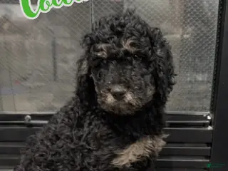 Standard Poodle dogs Cocoa - Ad 40