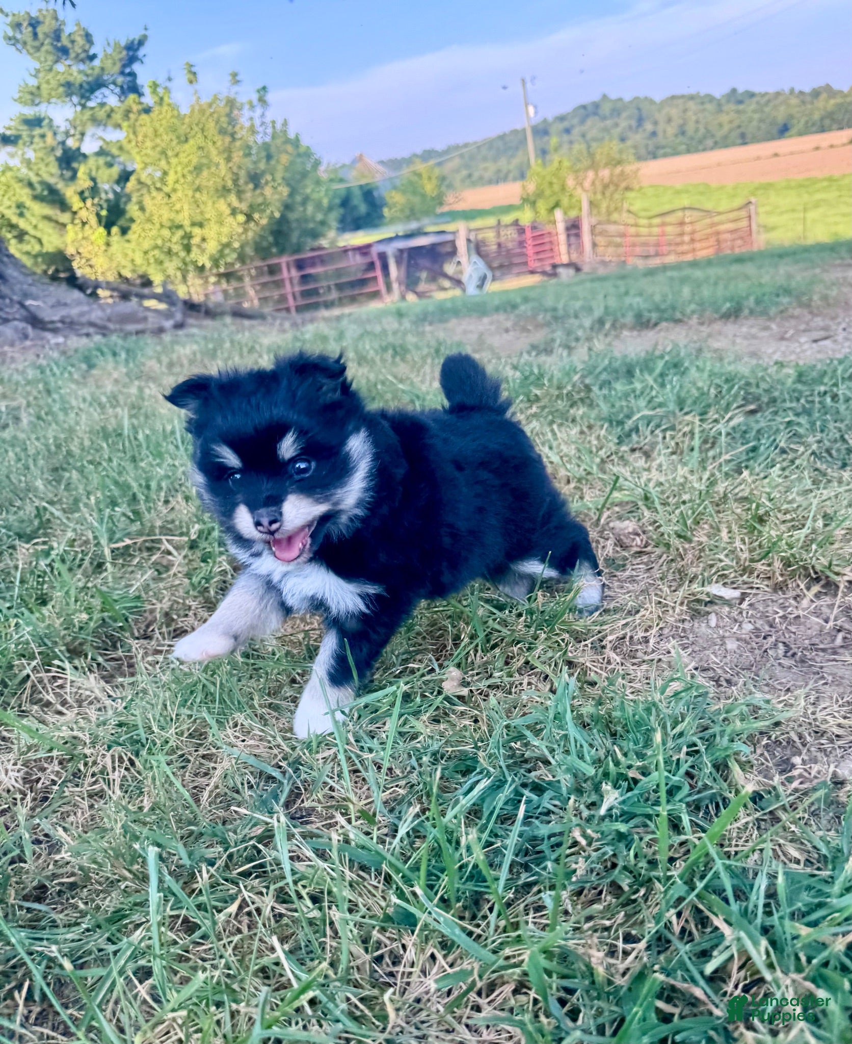 Pomsky dogs June Carter - Ad 1