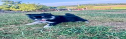 Pomsky dogs for sale: June Carter - Ad 1