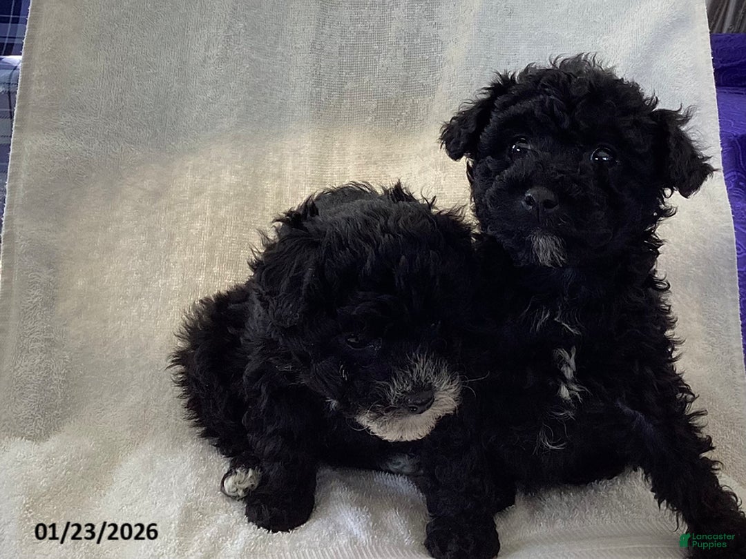 Toy Poodle dogs for sale: Rocky - Ad 2