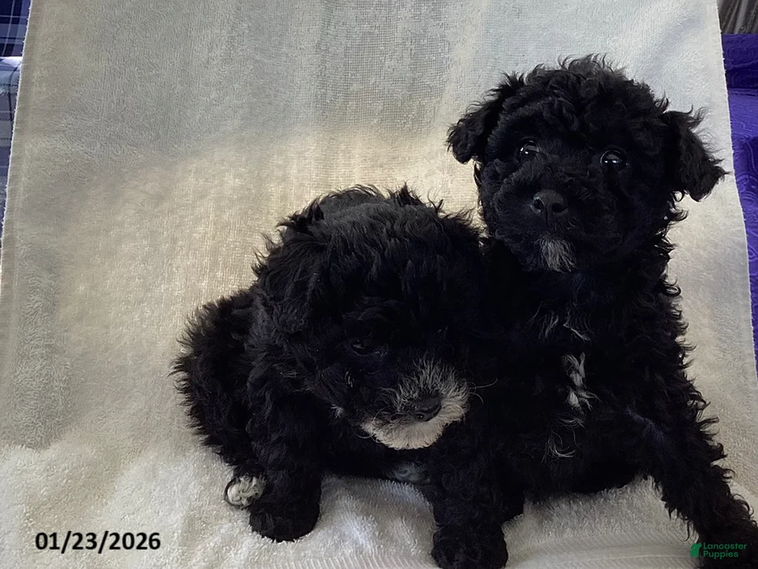Toy Poodle dogs for sale: Rocky - Ad 2