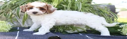 Mini Goldendoodle dogs for sale: Blizzard - Ad 4