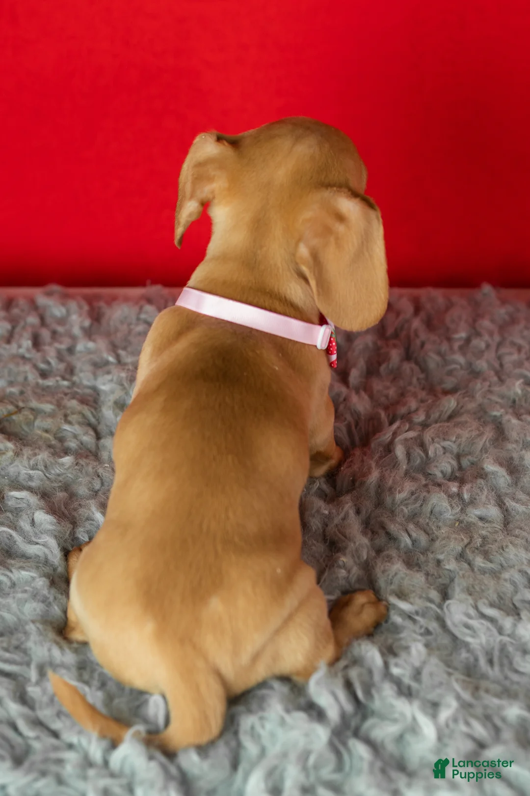 Miniature Dachshund dogs for sale: Chloe  - Ad 5