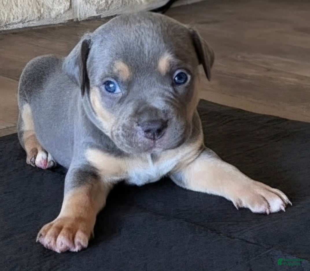 American Bully dogs Manitou "Mani" - Ad 1