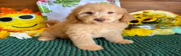 Miniature Labradoodle dogs for sale: Taffy - Ad 2