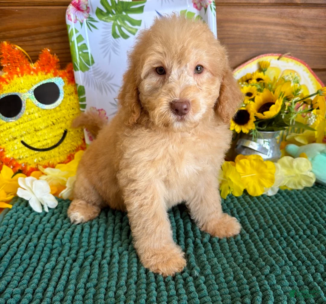 Miniature Labradoodle dogs for sale: Taffy - Ad 2