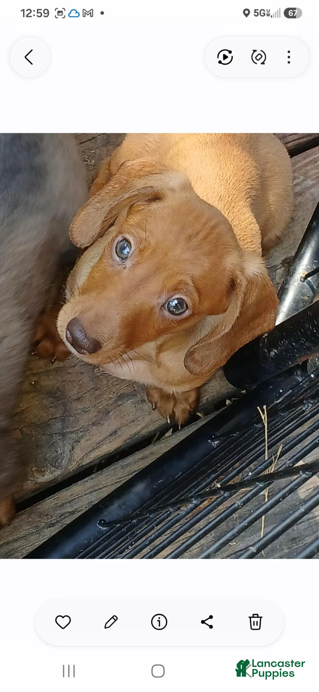 Dachshund dogs for sale: Hudson - Ad 1