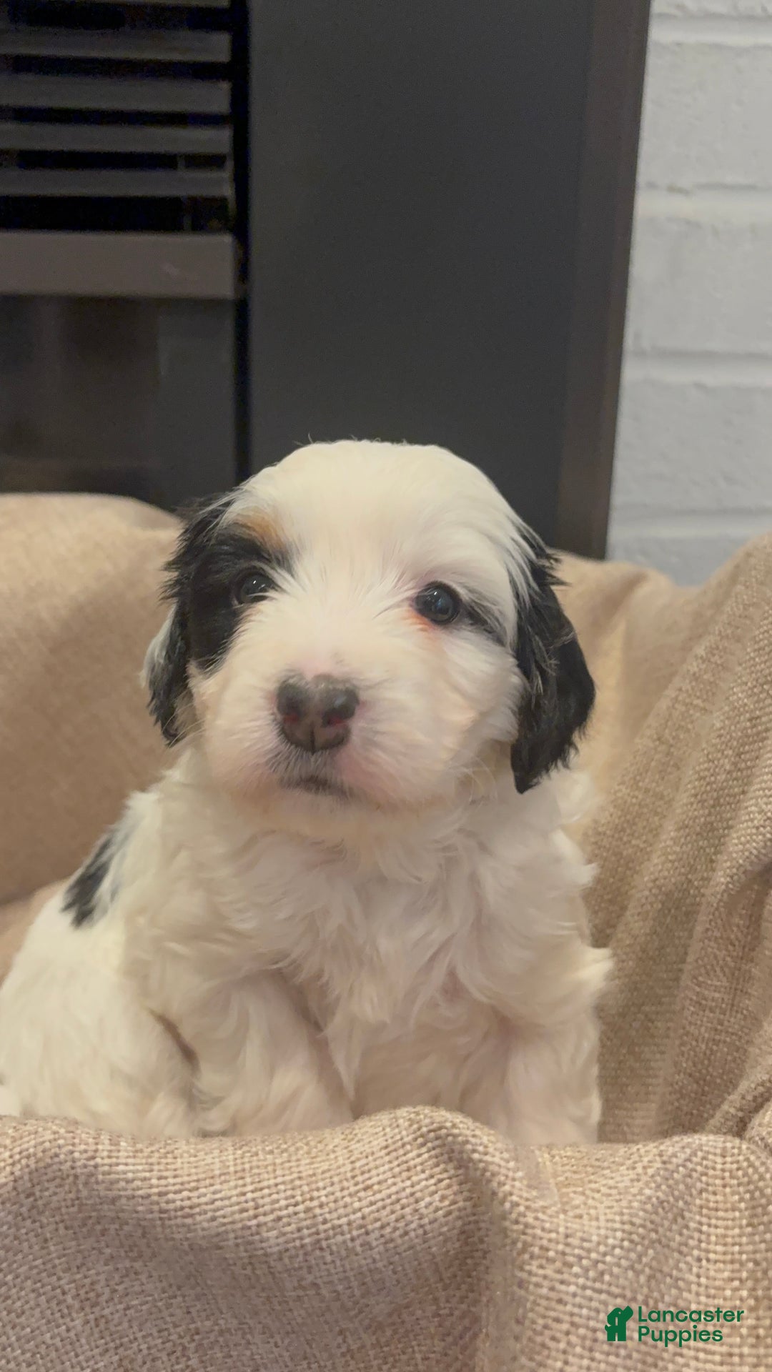 Mini Bernedoodle dogs for sale: Poppy - Ad 5