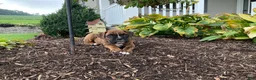 Boxer dogs for sale: Granger - Ad 4