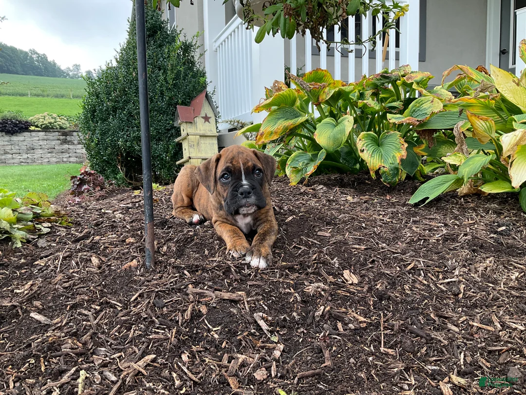 Boxer dogs for sale: Granger - Ad 4