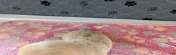 Chihuahua dogs for sale: Franklin - Ad 8