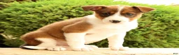 Miniature Australian Shepherd dogs for sale: Boss - Ad 4