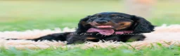 Miniature Dachshund dogs for sale: bentley - Ad 9