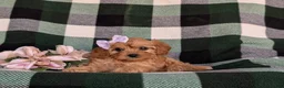 Cavapoo dogs for sale: Norah - Ad 5