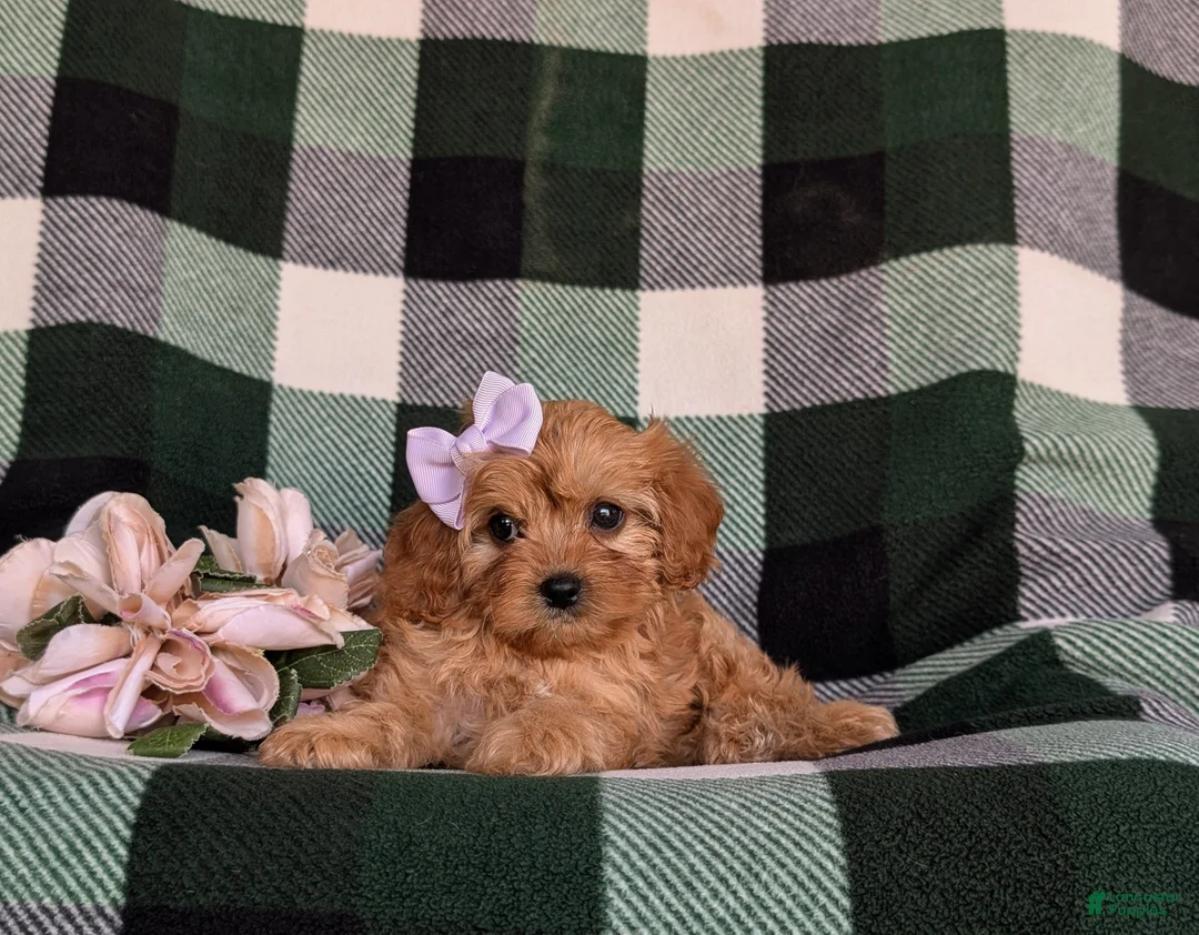 Cavapoo dogs for sale: Norah - Ad 5