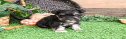 Miniature Schnauzer dogs for sale: Pepe - Ad 9