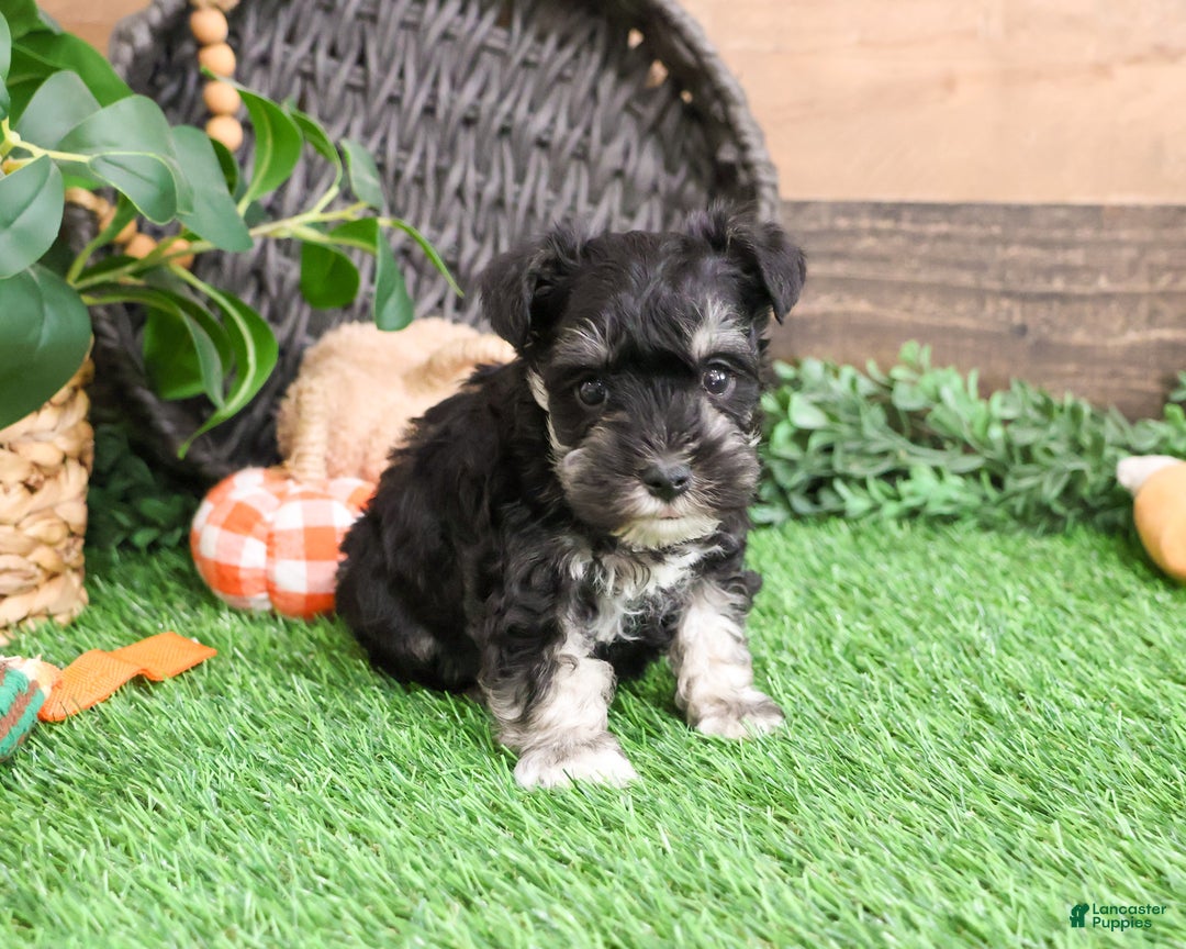 Miniature Schnauzer dogs for sale: Pepe - Ad 9