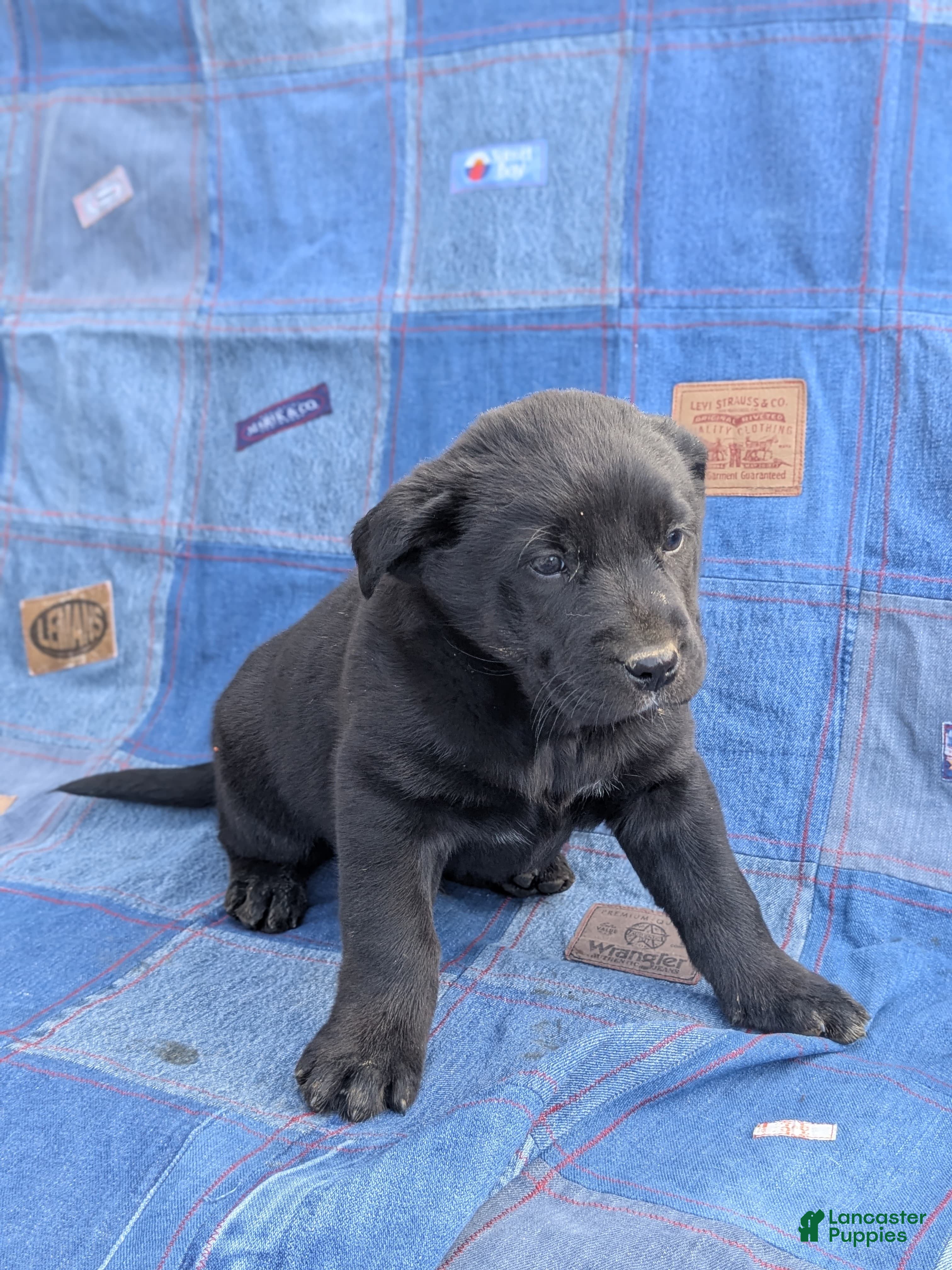 Mixed Breed dogs Mixed Breed Puppy 1 - Ad 40