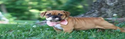 Mixed Breed dogs for sale: Chloe - Ad 5