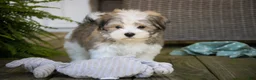 Havanese dogs for sale: Darcy Havanese  - Ad 5