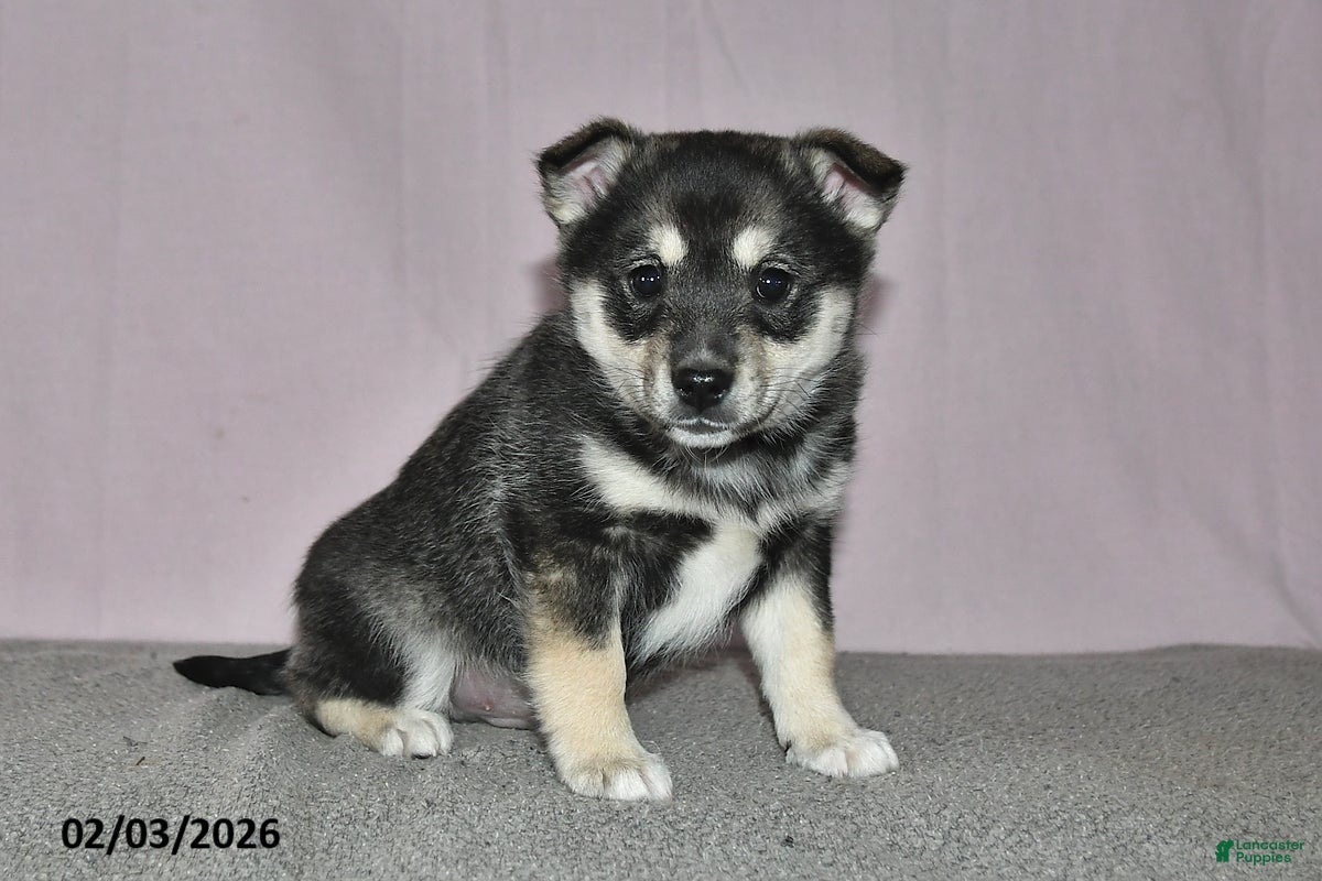 Mixed Breed dogs Diamond - Ad 11