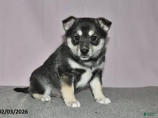 Mixed Breed dogs Diamond - Ad 11