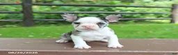 Frenchton dogs for sale: Kayla - Ad 4