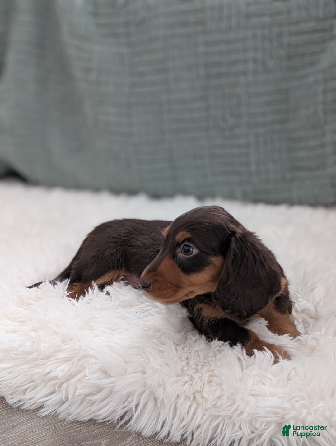 Miniature Dachshund dogs for sale: Chestnut  - Ad 3