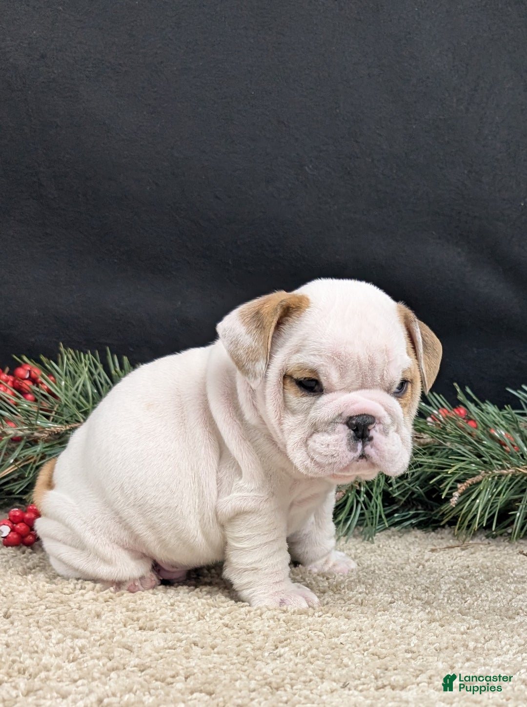 English Bulldog dogs for sale: Frosty  - Ad 5