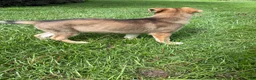 German Shepherd dogs for sale: Delilah - Ad 4