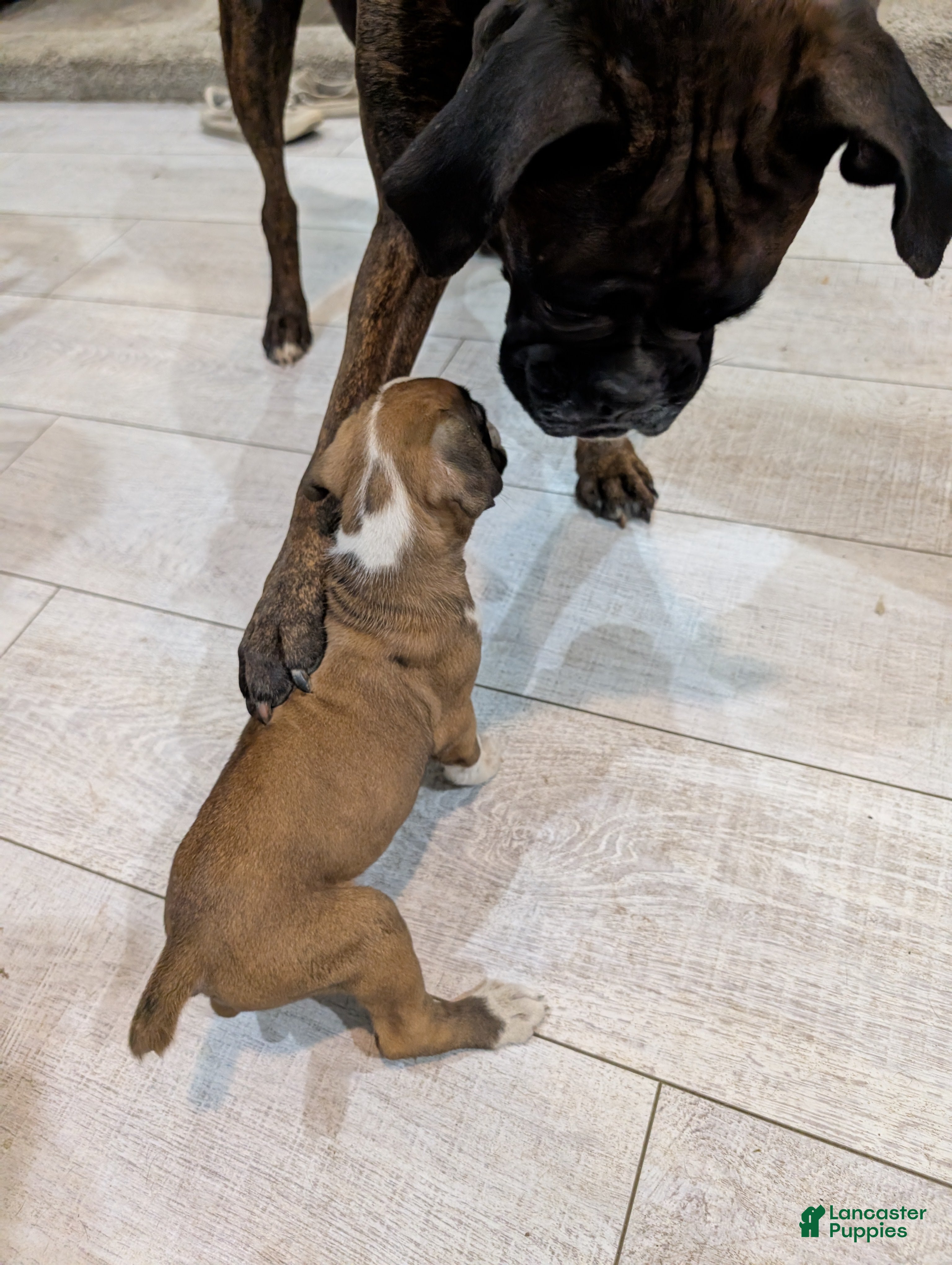 Boxer dogs Pearl - Ad 29