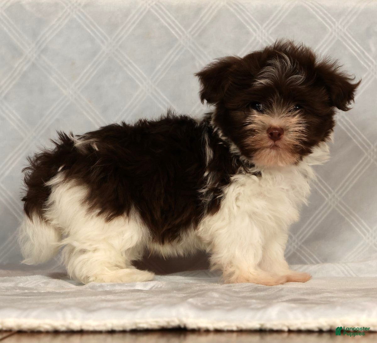 Havanese dogs for sale: Max - Ad 6
