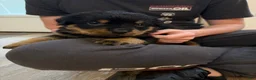 Rottweiler dogs for sale: Rottweiler Puppy 6 - Ad 3