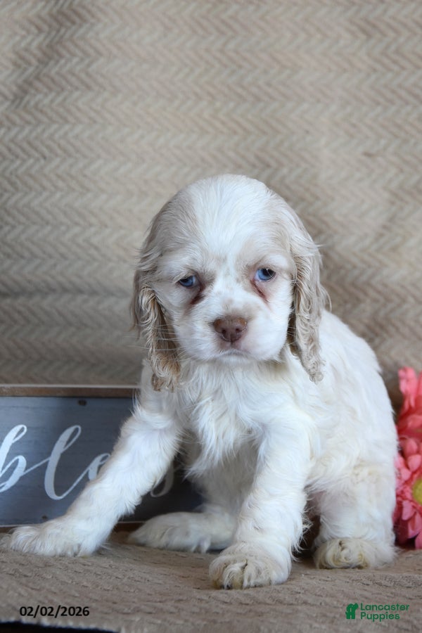 English Cocker Spaniel dogs Leona - Ad 2