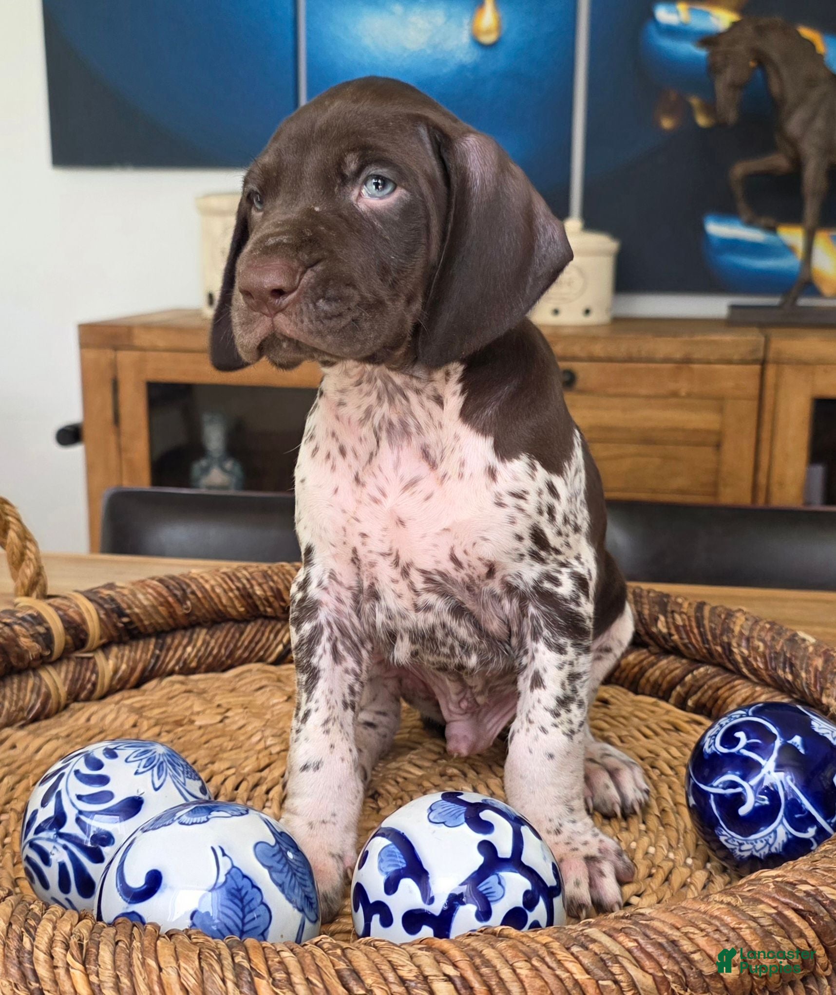 German Shorthaired Pointer dogs German Shorthaired Pointer 5 - Ad 2