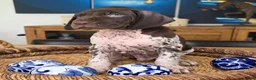 German Shorthaired Pointer dogs for sale: German Shorthaired Pointer 5 - Ad 2