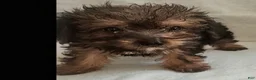 Mixed Breed dogs for sale: Tory - Ad 4