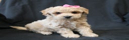Bichpoo dogs for sale: Barbie - Ad 1