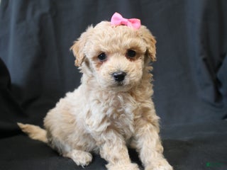 Bichpoo dogs Barbie - Ad 24