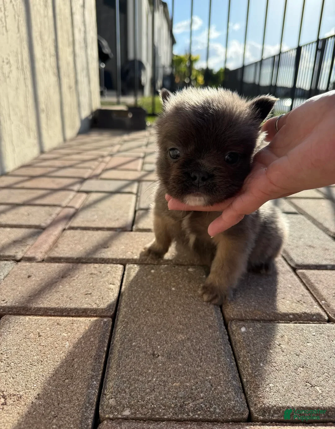 French Bulldog dogs for sale: FATBOY - Ad 5