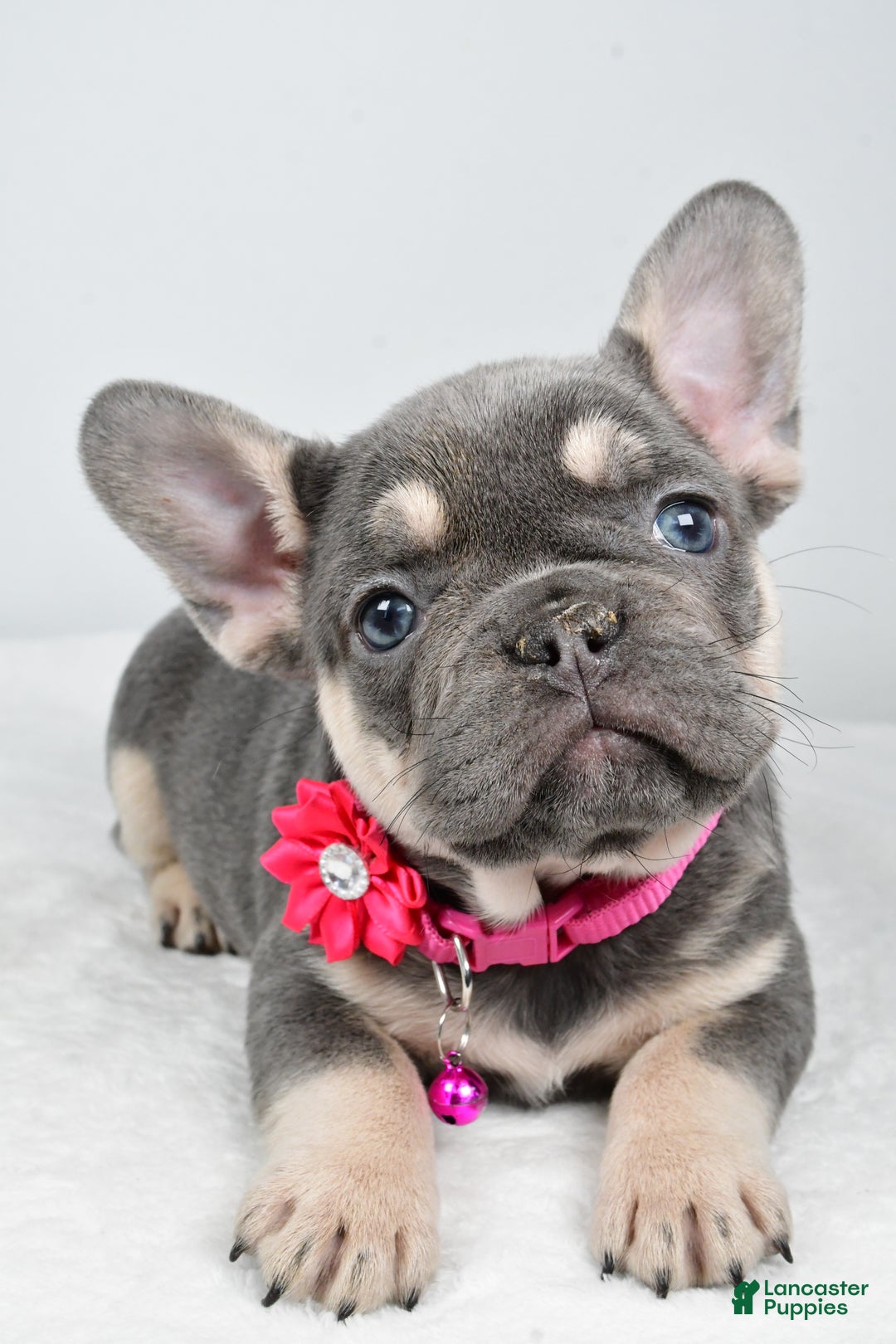 French Bulldog dogs for sale: Kenzie - Ad 4