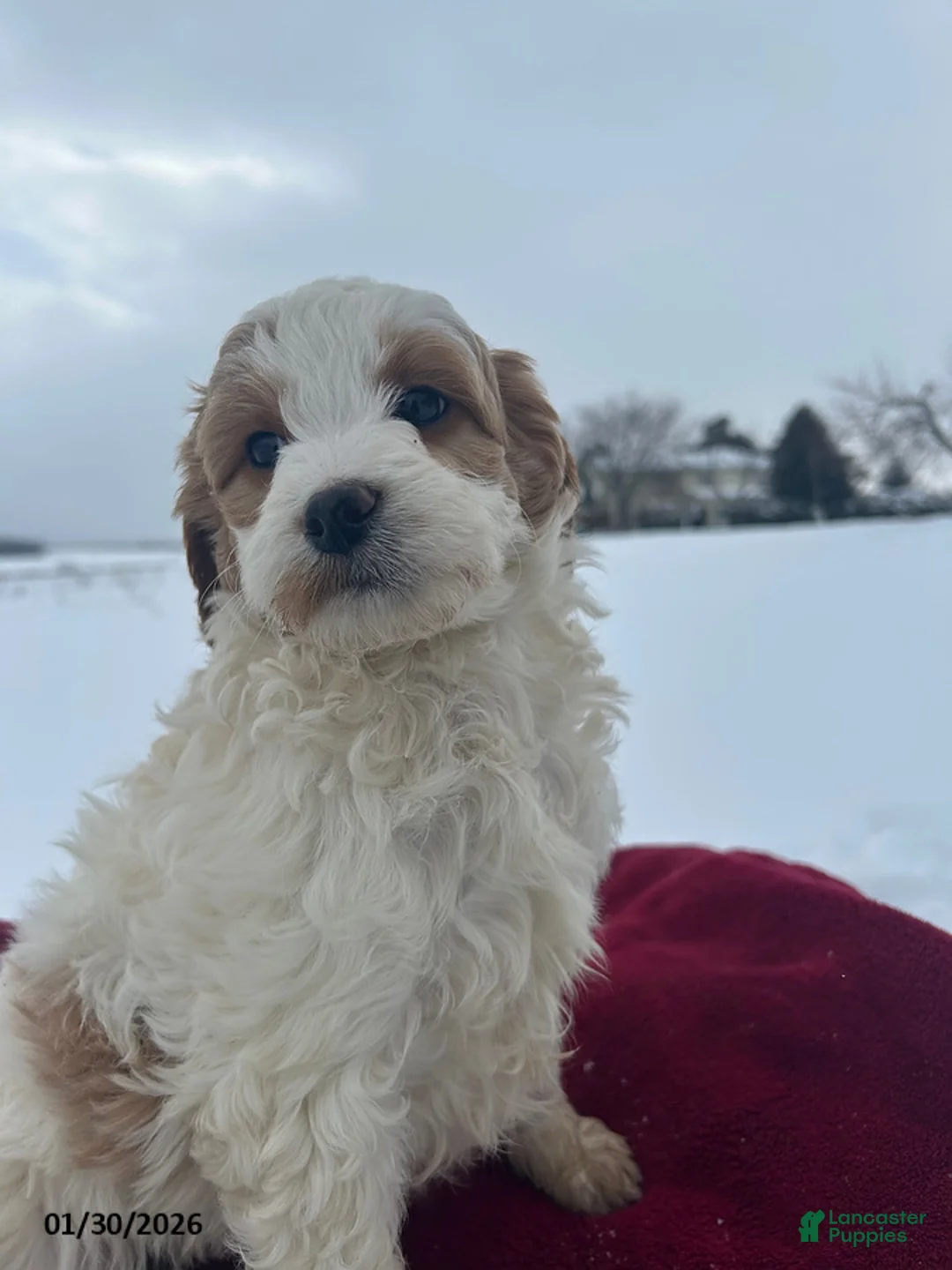 Mini Goldendoodle dogs for sale: Daffodil - Ad 3