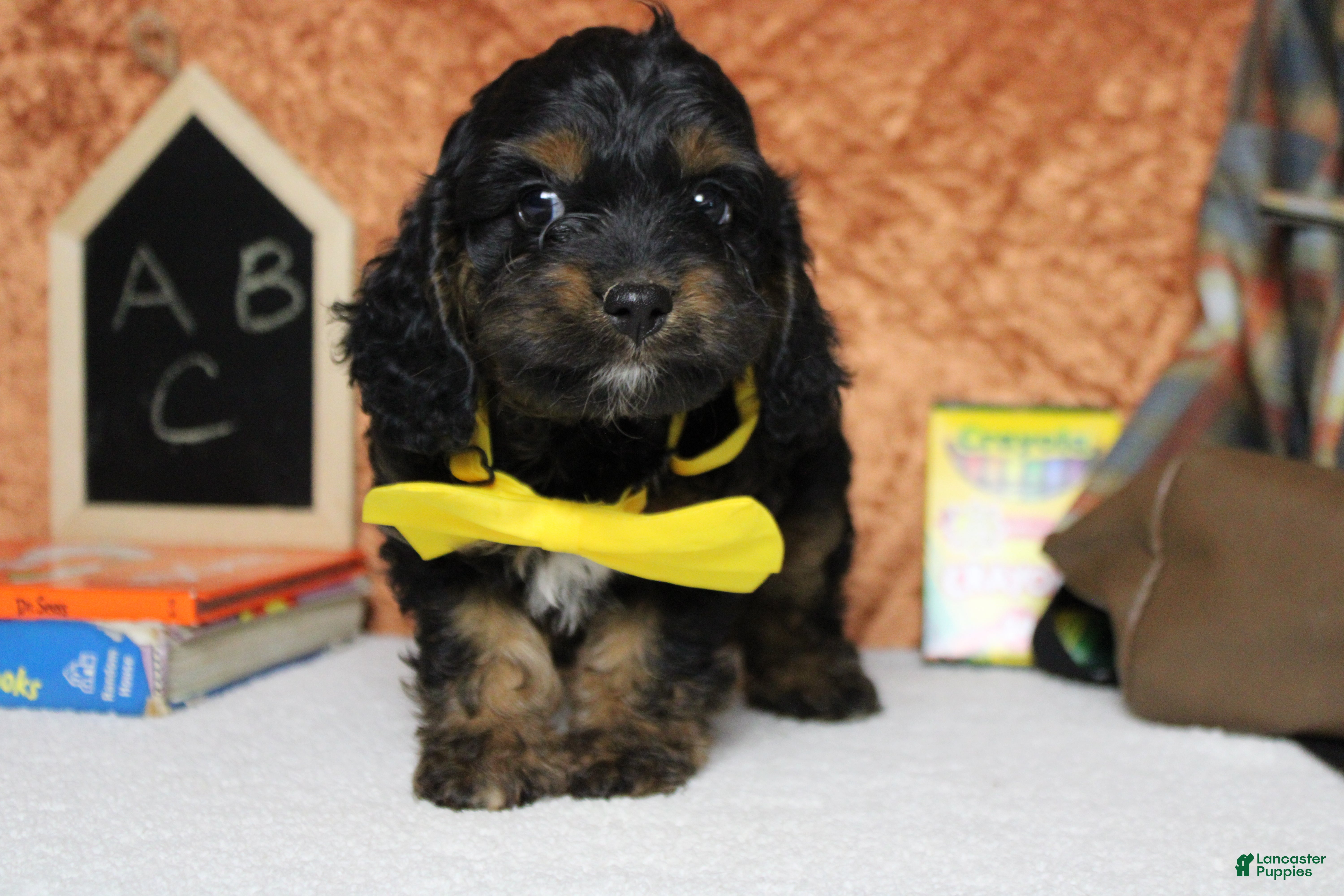 Cockapoo dogs Ripple  - Ad 10