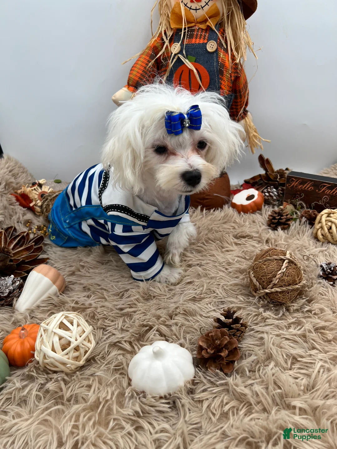 Maltese dogs for sale: AKC Max the Korean Maltese $2500 - Ad 2